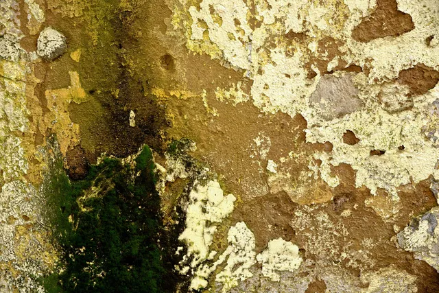 expert mold testing in Palm Bay, FL 