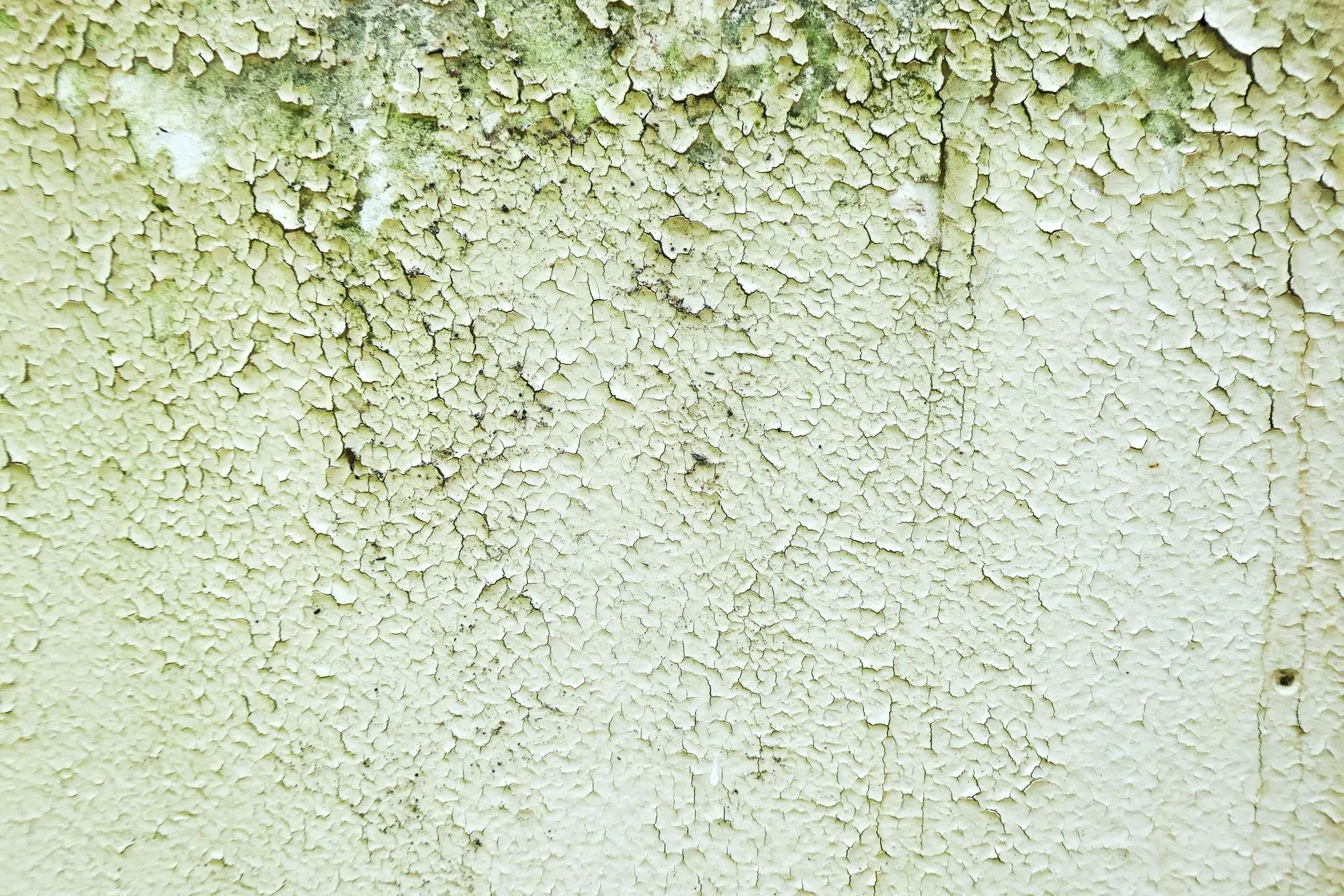 Mold testing Palm Bay FL