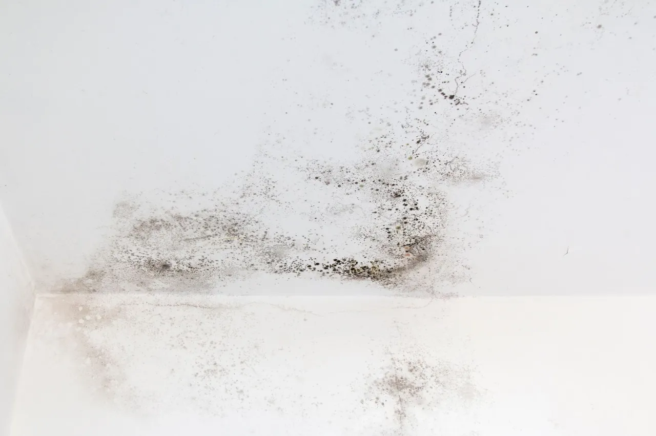 Mold remediation company Orlando FL