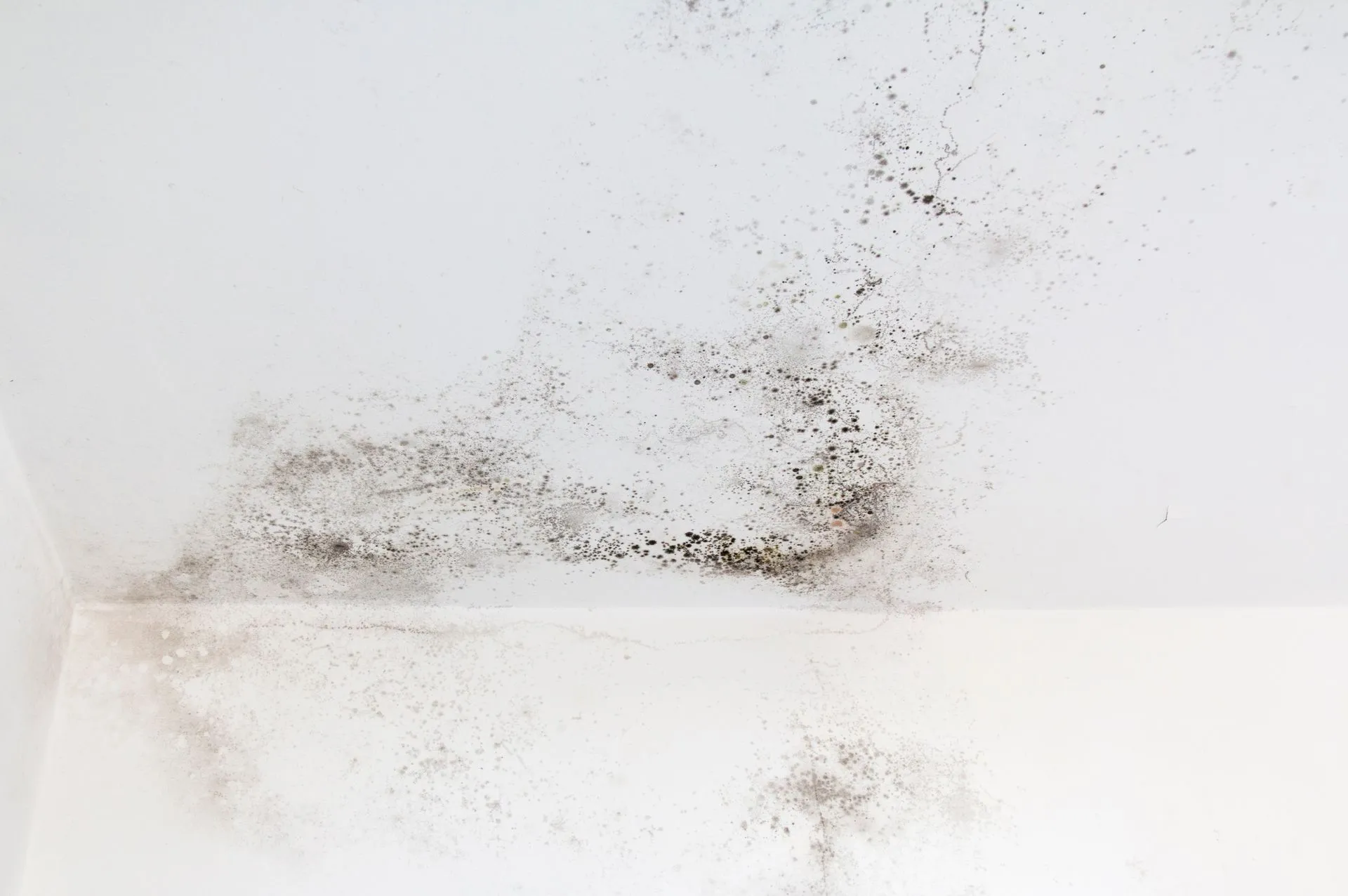 Mold remediation company Orlando FL