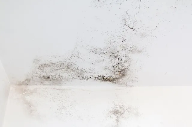 Mold remediation company Orlando FL