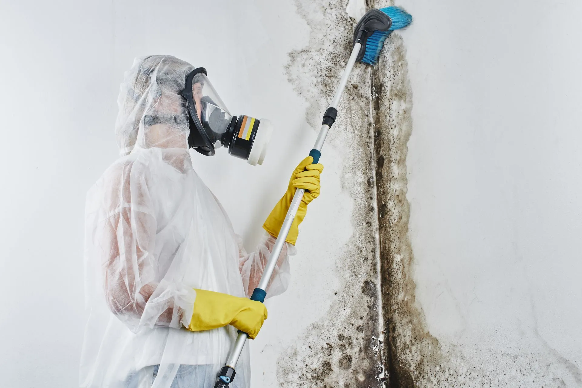 expert mold testing in Palm Bay FL