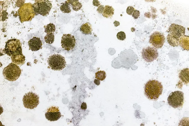  professional mold testing in Palm Bay, FL